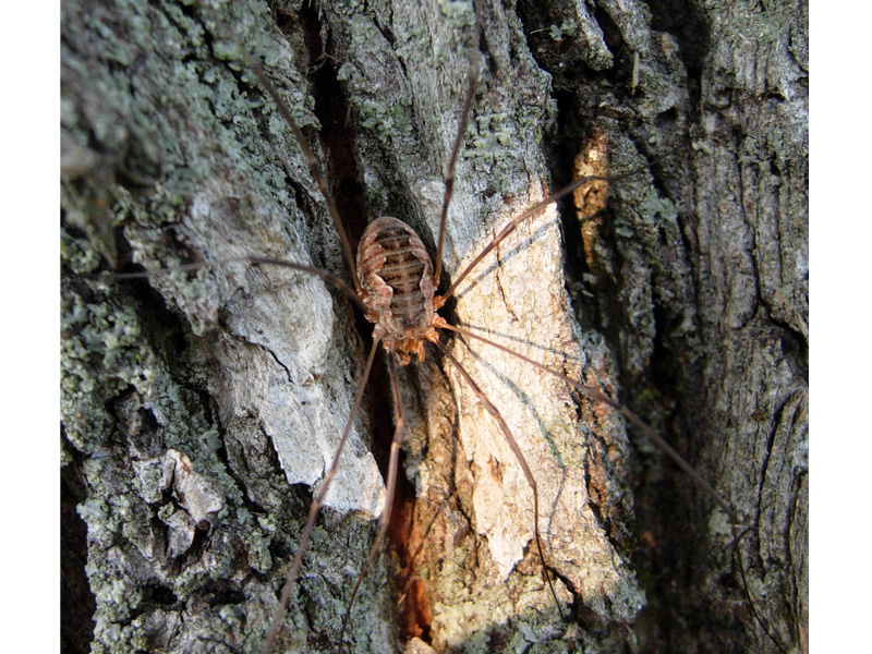 Phalangium opilio Linnaeus 1761